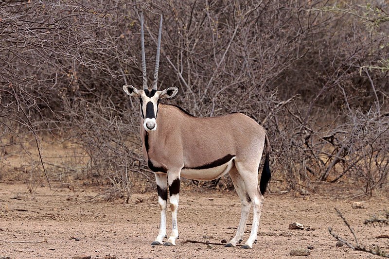 800px-Common_beisa_oryx_Oryx_beisa_beisa_female