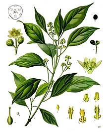 Long não (cây) – Wikipedia tiếng Việt