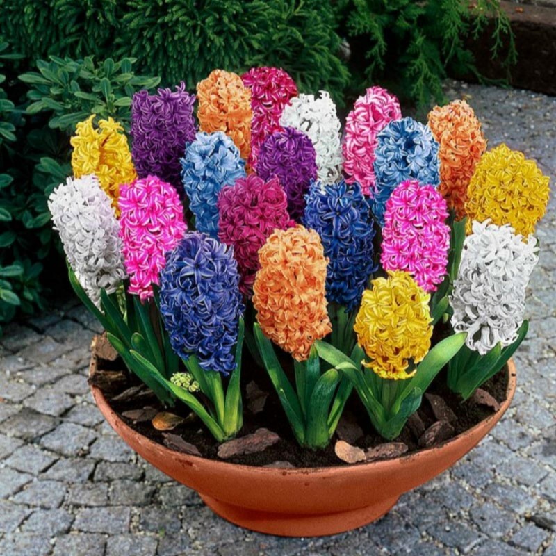 Hyacinthus orientalis bulbs (different types) - Prijs: €2.00