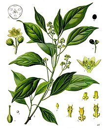 Long não (cây) – Wikipedia tiếng Việt